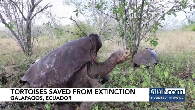Giant tortoises returned to wild on Galapagos Islands