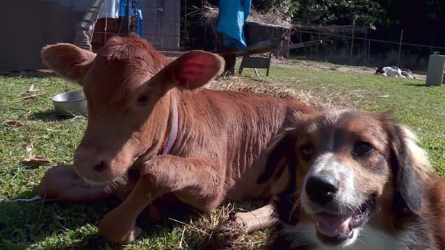 Moo-ving friendship: Calf and cattle dog form inseparable bond
