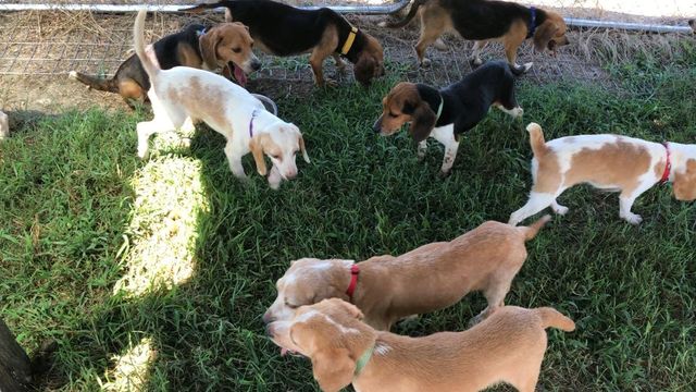 15 rescued beagles need adopting in Raleigh