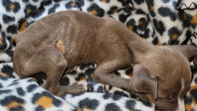 2-pound, malnourished puppy dropped off at Raleigh shelter