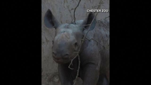 Rare black rhino born at English zoo