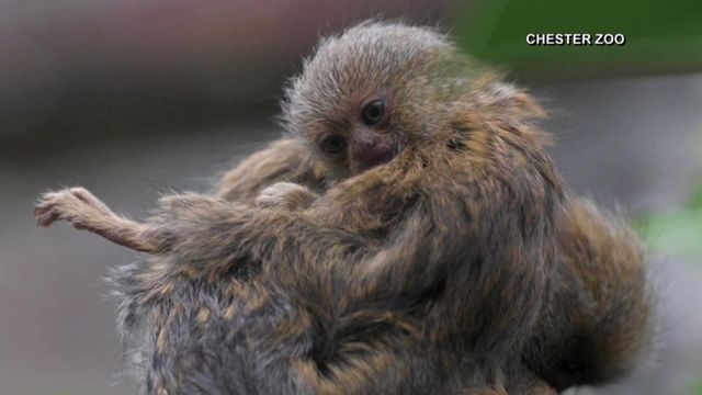Twins! Baby marmosets snuggle and play at British zoo 