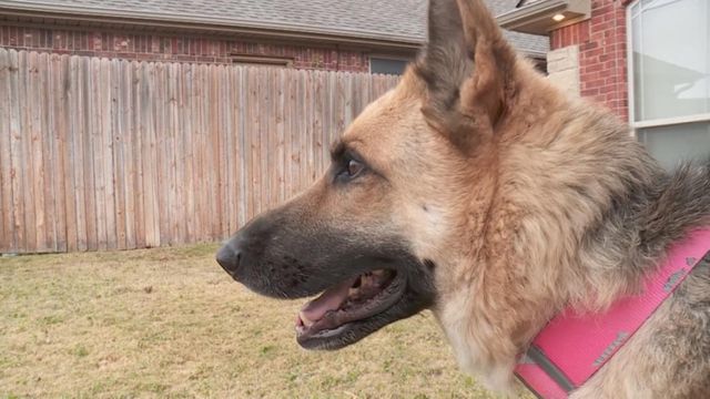 Lost dog found 445 miles away from home