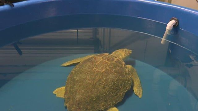 NC Aquarium won't be able to help cold-stunned sea turtles this year 