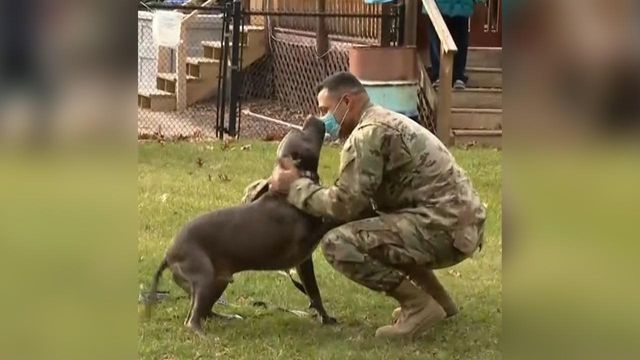 Pit bull greets his owner after 7-month deployment