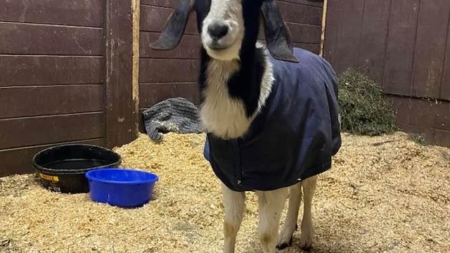 Goat making remarkable recovery after being abandoned