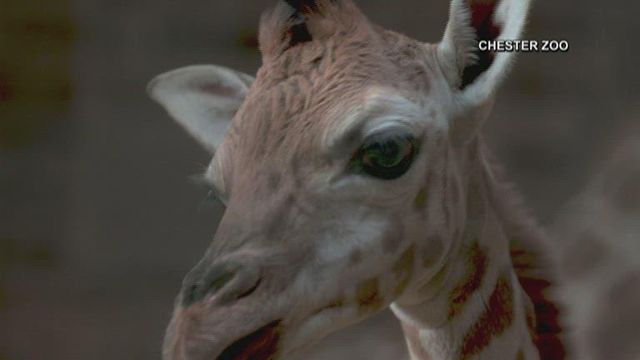Zoo in England celebrates birth of rare giraffe 