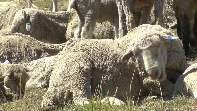 Chomping sheep reduce wildfire danger