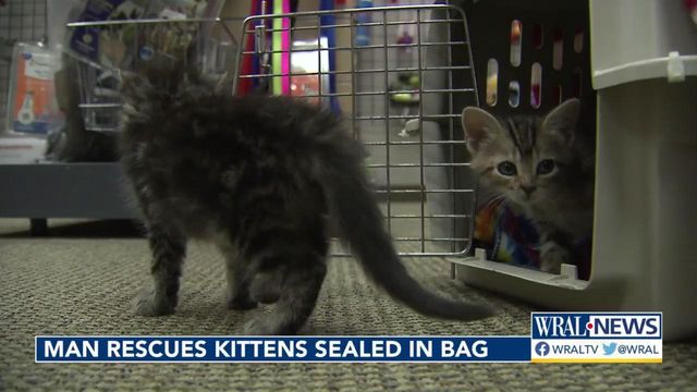 Four kittens rescued after abandoned on side of road 