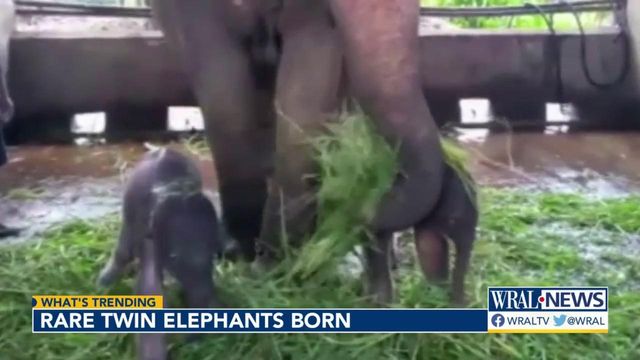 Rare twin elephants born
