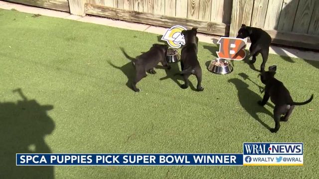 Puppies Predict the Winner of Super Bowl LVII