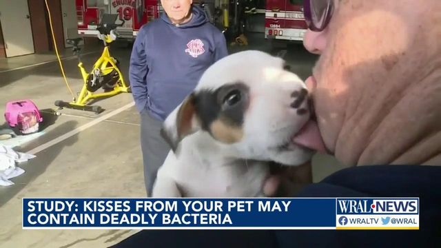 Study: Kisses from pet may contain deadly bacteria