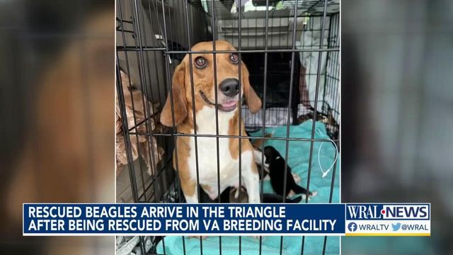 Beagles rescued from Virginia breeding facility looking for homes in the Triangle 