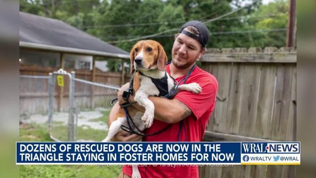 Beagles rescued from Virginia breeding facility looking for homes in the Triangle
