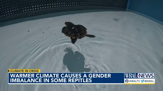 Warmer climate leads to gender imbalance in some reptiles