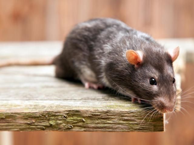 Types of best sale domestic rats