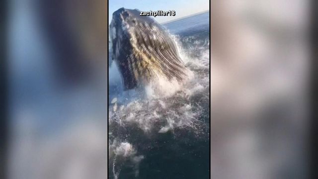 Caught on camera: Breaching whale surprises NJ fishermen