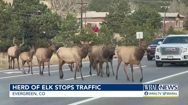 Cars yield to elk in Colorado