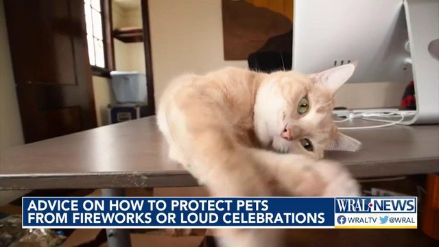 Advice on how to protect pets from New Year's fireworks or loud celebrations