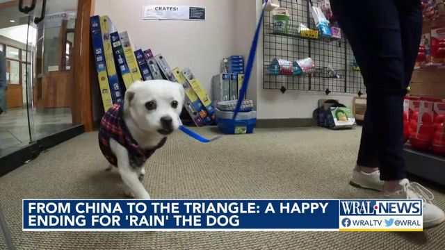 From China to the Triangle: A happy ending for Rain the Dog