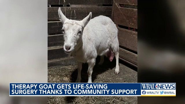 Goat gets lifesaving surgery at NC State