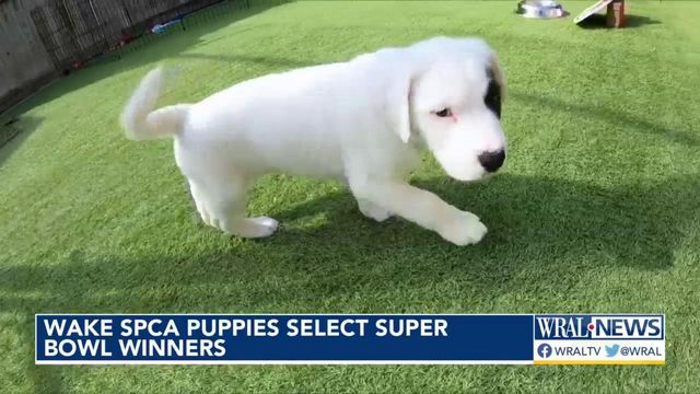 SPCA puppy pickers make Super Bowl choice