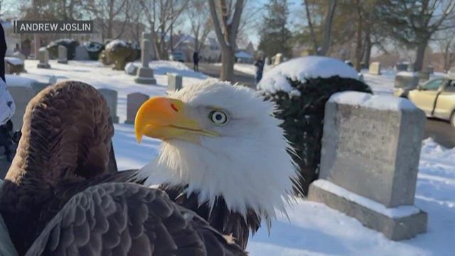 Caught on cam: Bald eagle rescued