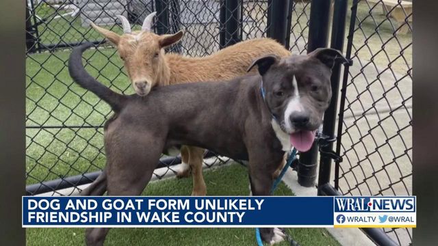 Dog and Goat form unlikely friendship in Wake County