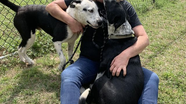 'It's a blessing': NC woman coverts home to dog rescue