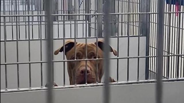 Animal shelters in NC have 2nd highest kill rate in nation