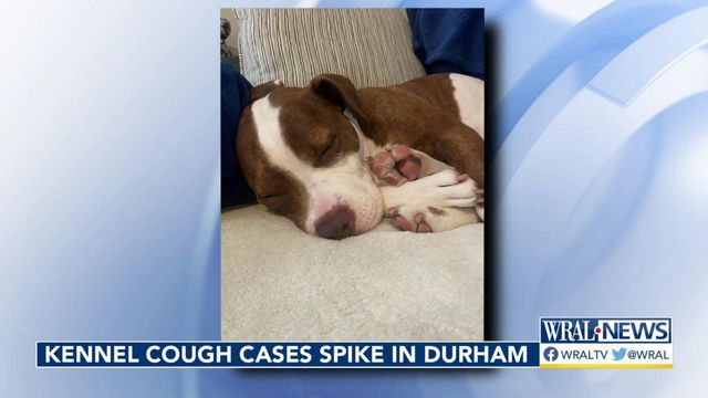 Kennel cough cases on the rise in Durham