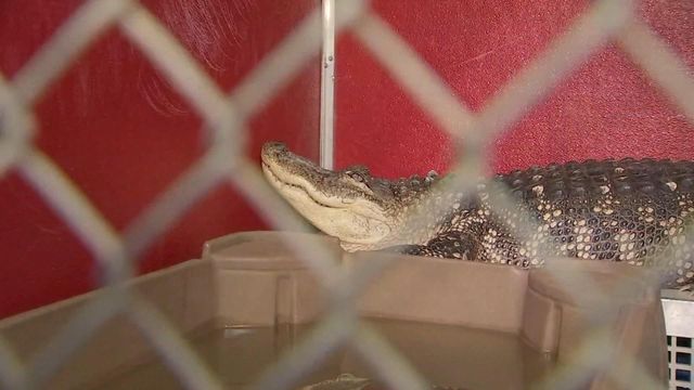 After divorce, wife reports her ex's 8-foot alligator
