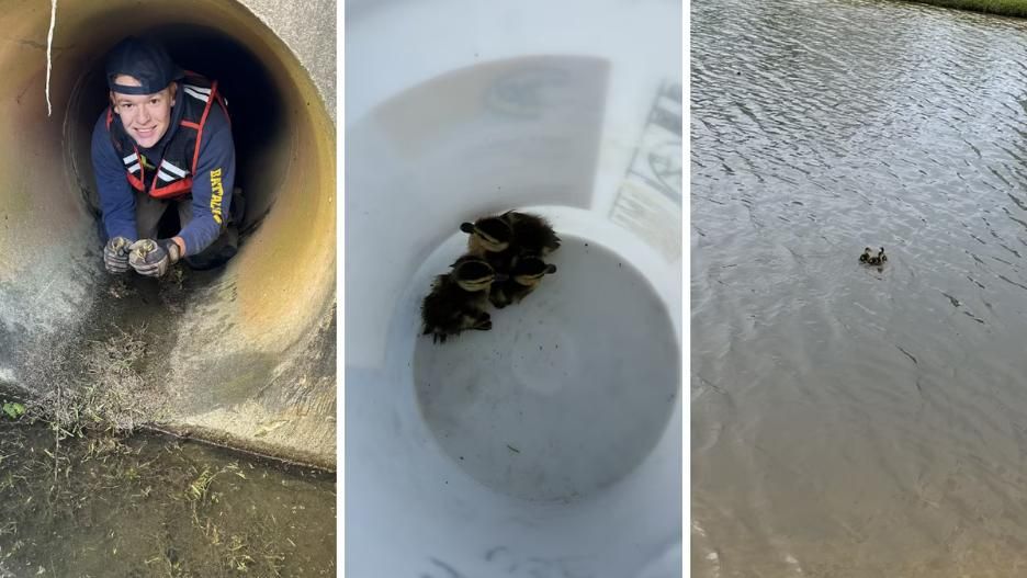 Fire crews rescue baby ducklings stuck in storm drain