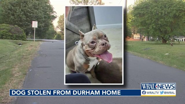 Dog stolen from Durham home