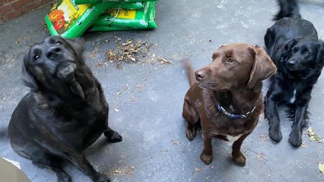 The Ridleys shared this photo of their three dogs. Over the past year, the two dogs on the left have died of poisoning. The Ridleys shared this photo of their three dogs. Over the past year, the two dogs on the left have died of poisoning.