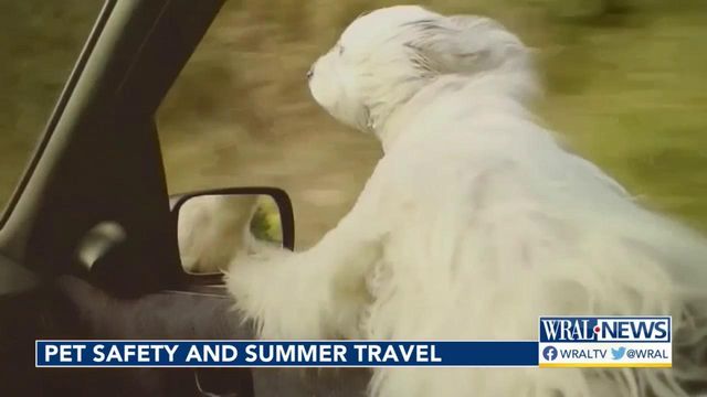 Pet safety travel tips for the summer