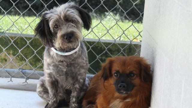 Pet owners: More dogs and cats get lost on July 4 than any other day
