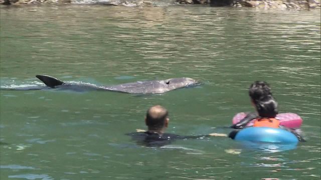 At annual event, Japanese tourists swim with whales
