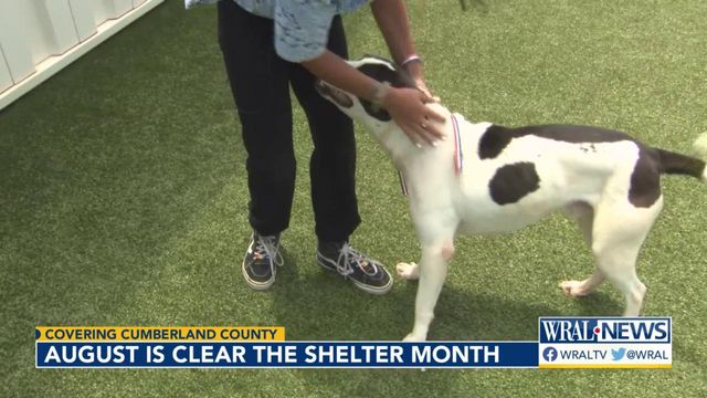Cumberland shelter waives fees all month to find homes for cats and dogs