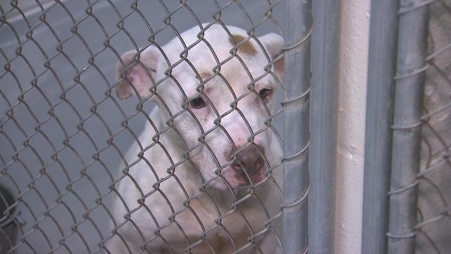 Support rolls in after Wake County animal shelter sends plea for help