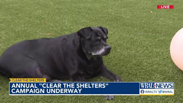 Annual 'clear the shelters' campaign underway 