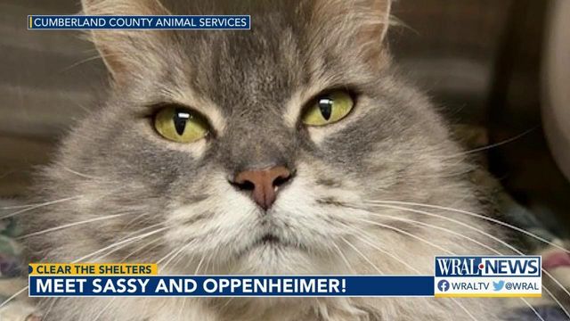Clear the Shelters spotlight: Cumberland County Animal Services