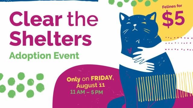 Raleigh animal shelter holds adoption special Friday to help cats find ...