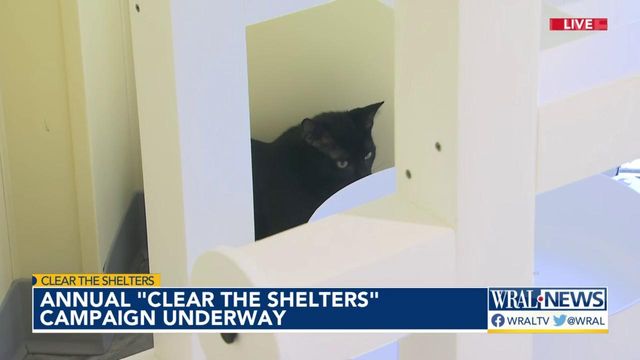Annual 'Clear the Shelters' campaign underway
