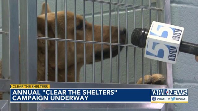 These pups from Chatham County Animal Resource Center want to join your family