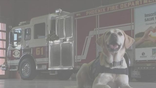 Missing Phoenix fire search and rescue dog found in neighbor's swimming pool  