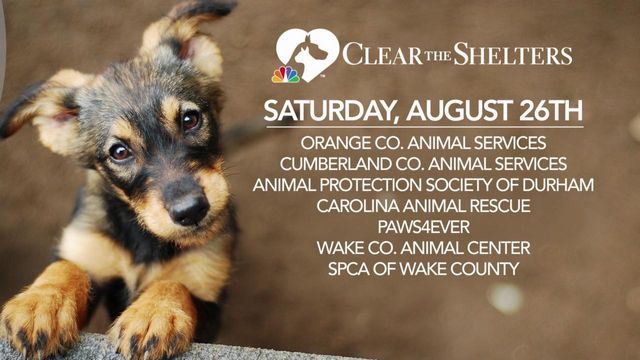 Clear the Shelters spotlight: Orange County Animal Services