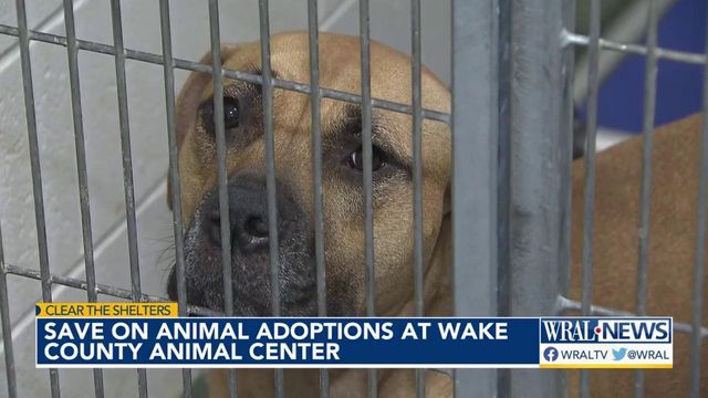 Over 80 cats and dogs adopted during Clear the Shelters event at Wake Co. Animal Center