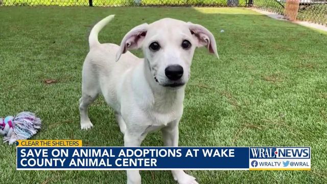 Save on animal adoptions at Wake County SPCA