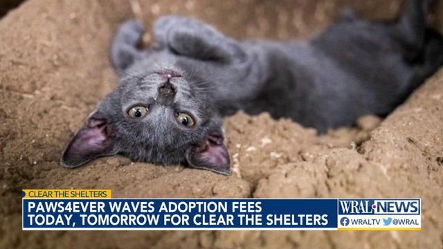 Paws4Ever waves adoption fees Saturday, Sunday for Clear the Shelters
